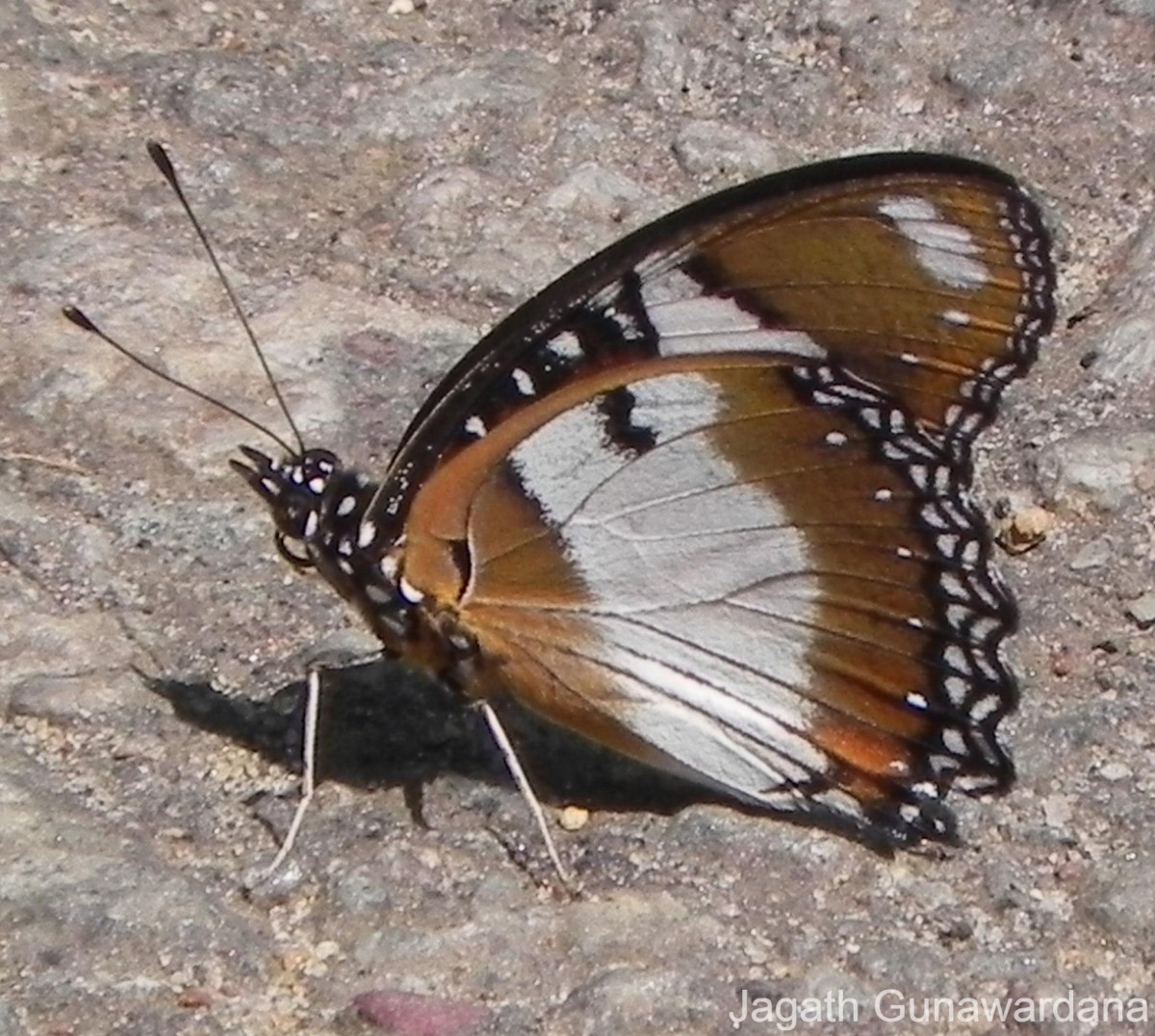 Hypolimnas misippus Linnaeus, 1758